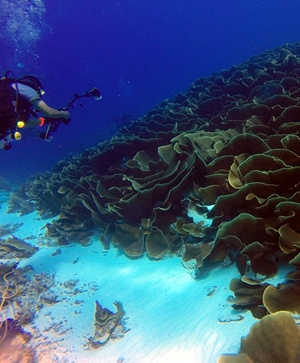 帛琉旅遊推薦-璀璨帛琉四日。二次出海、雙島斷層